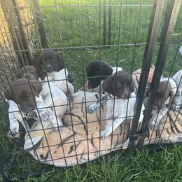 German Shorthaired Pointer Puppies from The Nosbisch Ranch Shorthaired Pointers