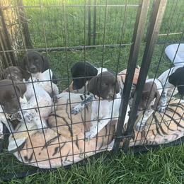 German Shorthaired Pointer Puppies from The Nosbisch Ranch Shorthaired Pointers