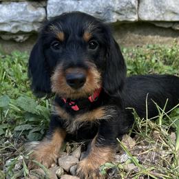 Pink - Black and tan female Dachshund puppy in New Caney, Texas from Liberty Dachs