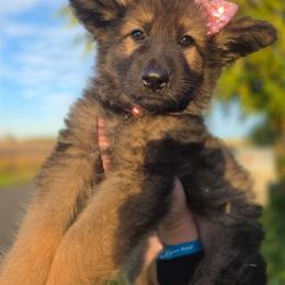 Rotini - Sable female German Shepherd puppy in Fort Jennings, Ohio from Von Holtzapple German shepherds