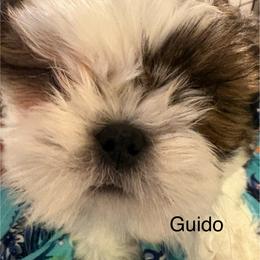 Guido - Gold and white male Shih Tzu puppy in Madras, Oregon from Maridee’s ShihTzu