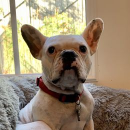 Arrow - French Bulldog