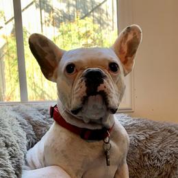 Arrow - French Bulldog