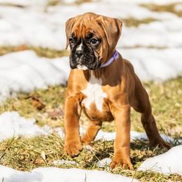 Puppy 5 - Fawn female Boxer puppy in Perry, Michigan from Boxer Boulevard