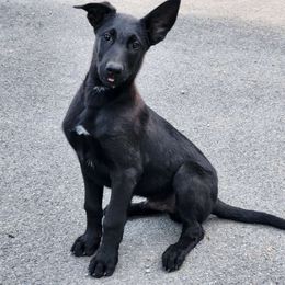 Oreo - Belgian Malinois puppy from Forever Family K9