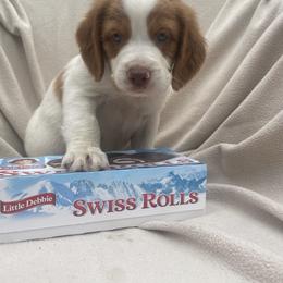Swiss Roll - White and orange male Brittany puppy in Downers Grove, Illinois from Attitude Brittanys
