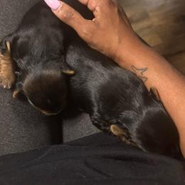 Beauty - Black and tan female Yorkshire Terrier puppy in St. Louis, Missouri from Yorkies by Danner