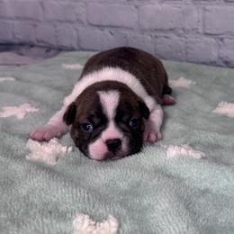 'Forrest Frank' - Brindle and white male Boston Terrier puppy in Fisher, Minnesota from Wentzel Family Frenchtons