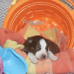 Folsom - Red tri-color male Australian Shepherd puppy in Massachusetts from Knauer Australian Shepherds
