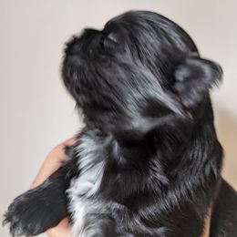 Sweet Girl 1 - Black and white female Shih Tzu puppy in Surry, Maine from McKayla Hairston