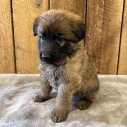 Maroon AKA Lakota - Bi-color female German Shepherd puppy in Terra Alta, West Virginia from Shepherd Country Farm and Kennels