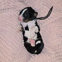 Bandido - Tri-color male Bernedoodle puppy in Grove, Oklahoma from Grand Lake Poodles & Doodles