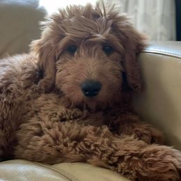 Goldendoodles from Cossey Doodles