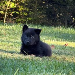 Riot - Black male German Shepherd puppy in Crossville, Tennessee from Raising the Bar German Shepherds