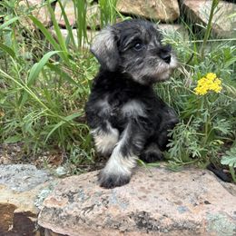 Penguin - Salt and pepper male Miniature Schnauzer puppy in Colorado Springs, Colorado from Spice Mountain Puppies