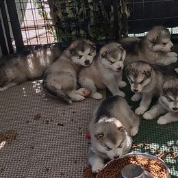 Alaskan Malamute Puppies from Maelstrom Alaskan Malamutes