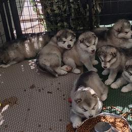 Alaskan Malamute Puppies from Maelstrom Alaskan Malamutes