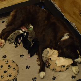 Australian Shepherd Puppies from Faith Built Ranch