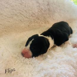 Flipz - Mantle male Great Dane puppy in Liberty, New York from Catskills Greatest Danes