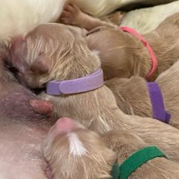 Mama Bear - Apricot female Goldendoodle puppy in Rocky Point, North Carolina from CelticDoods
