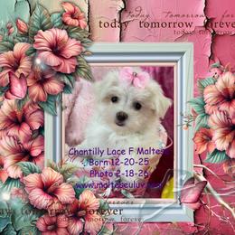 Chantilly Lace - White female Maltese puppy in Silverhill, Alabama from Malteseuluv’s Tiny Treasurers