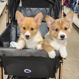 Pembroke Welsh Corgi puppies from AW Corgis
