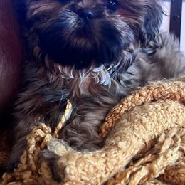 Shih Tzu Puppies from Jodi’s Shihtzus