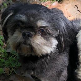 Roscoe - Shih Tzu