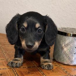 Oreo - Black and cream male Dachshund puppy in Salem, Oregon from Longdox Mini Dachshunds