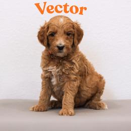 Vector - Red  male Goldendoodle puppy in College Station, Texas from Em & El Doodles
