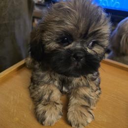 Tre - Brindle male Shih Tzu puppy in Englewood, New Jersey from Sincerely Paws