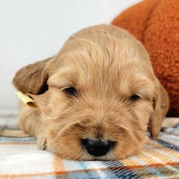 Twila - Apricot female Goldendoodle puppy in Temecula, California from Oodles O'Doodles