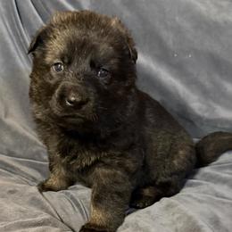 German Shepherd puppies from Keisha Jones