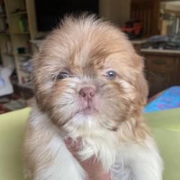 Girl 2 Bella - Liver and white female Shih Tzu puppy in Troy, Michigan from "Shihtzu Best Friend"