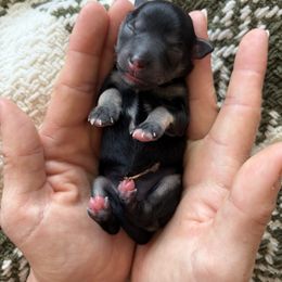 Miniature Schnauzer Puppies from Daffodil Dogs