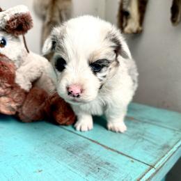 STETSON - White merle male American Corgi puppy in Bayard, Nebraska from Puppies by Alies