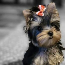 Yorkshire Terriers from C&H Sweet Baby Face Yorkies909