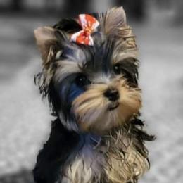 Yorkshire Terriers from C&H Sweet Baby Face Yorkies909