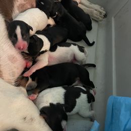 Rat Terrier Puppies from Icon Rat Terriers
