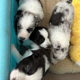 Border Collie Puppies from Roaring River Border Collies