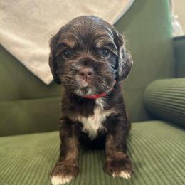 Red Collar Girl - Brown white and tan female Cocker Spaniel puppy in Simms, Texas from Clayton’s Cocker Spaniels