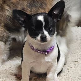 Froggy - Black and white female Chihuahua puppy in El Paso, New Mexico from JVJ Chihuahua