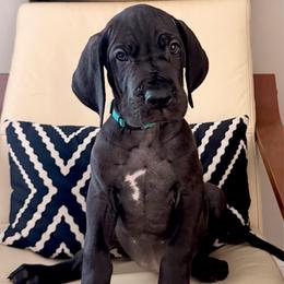 Velma - Black female Great Dane puppy in Plano, Texas from Blue Thunder Danes