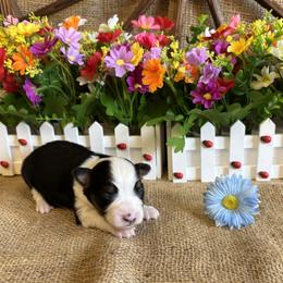 Black Tri Male number 4 - Black tri male Miniature American Shepherd puppy in Cowlitz County, Washington from Pleasant Woods Miniature American Shepherds