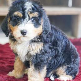 Trinket - Tri-color female Bernedoodle puppy in Dundee, Ohio from Down Home Doodle