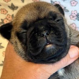 Winnie Rose - Fawn female French Bulldog puppy in Germantown, Ohio from LaBelle Bulldogs