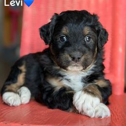 Levi - Black tri-color male Aussiedoodle puppy in Lancaster, Minnesota from Finney Ranch