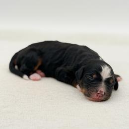 Kie - Tri-color female Bernedoodle puppy in Bellville, Ohio from Bernedoodle Buddies