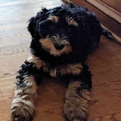 Rocky - Australian Cobberdog