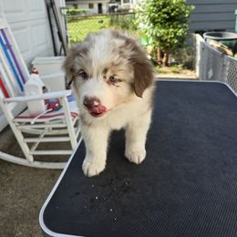 Australian Shepherd Puppies from Starlit Grove Australian Shepherds